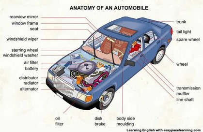 Automobile Anatomy